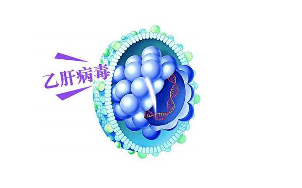 乙肝病毒-HBV病毒